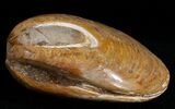 Wide Polished Fossil Clam - Jurassic #12070-1